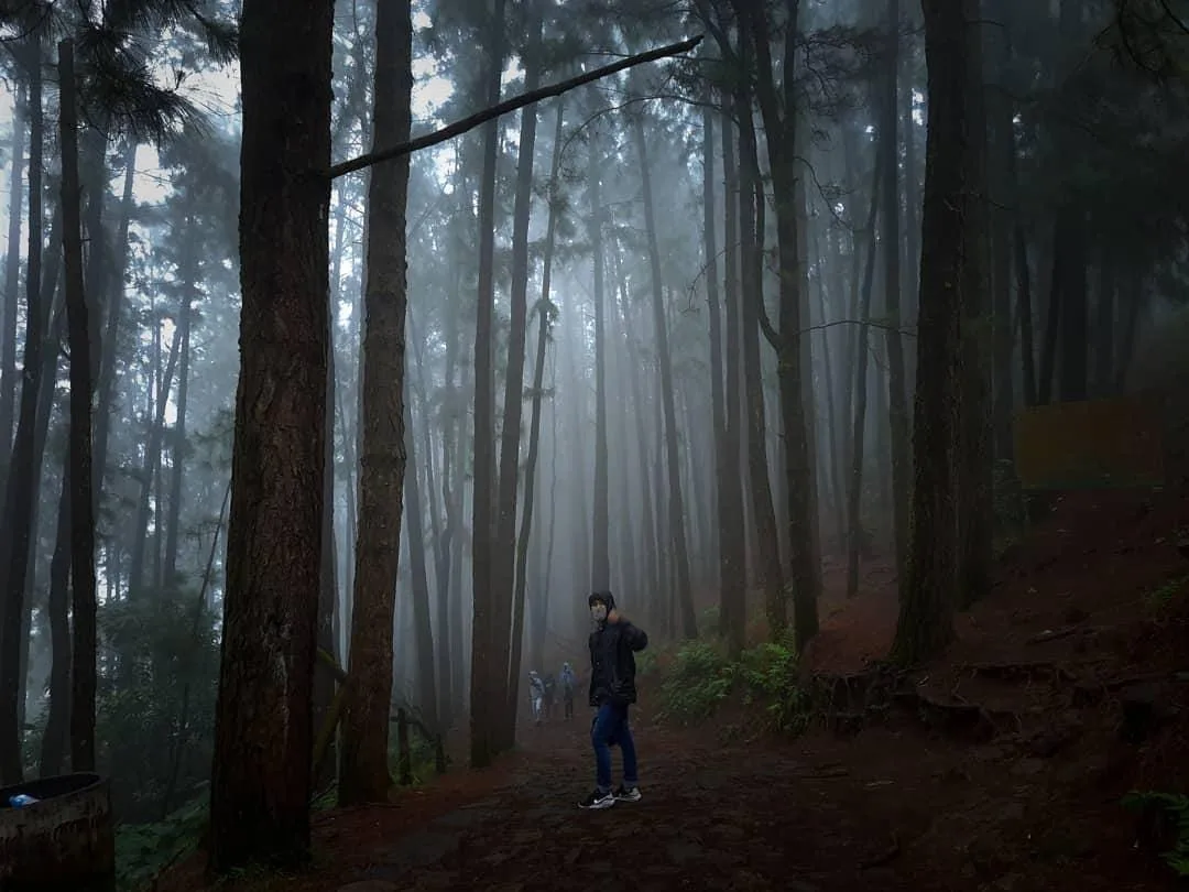 Pine forest path in Vagamon